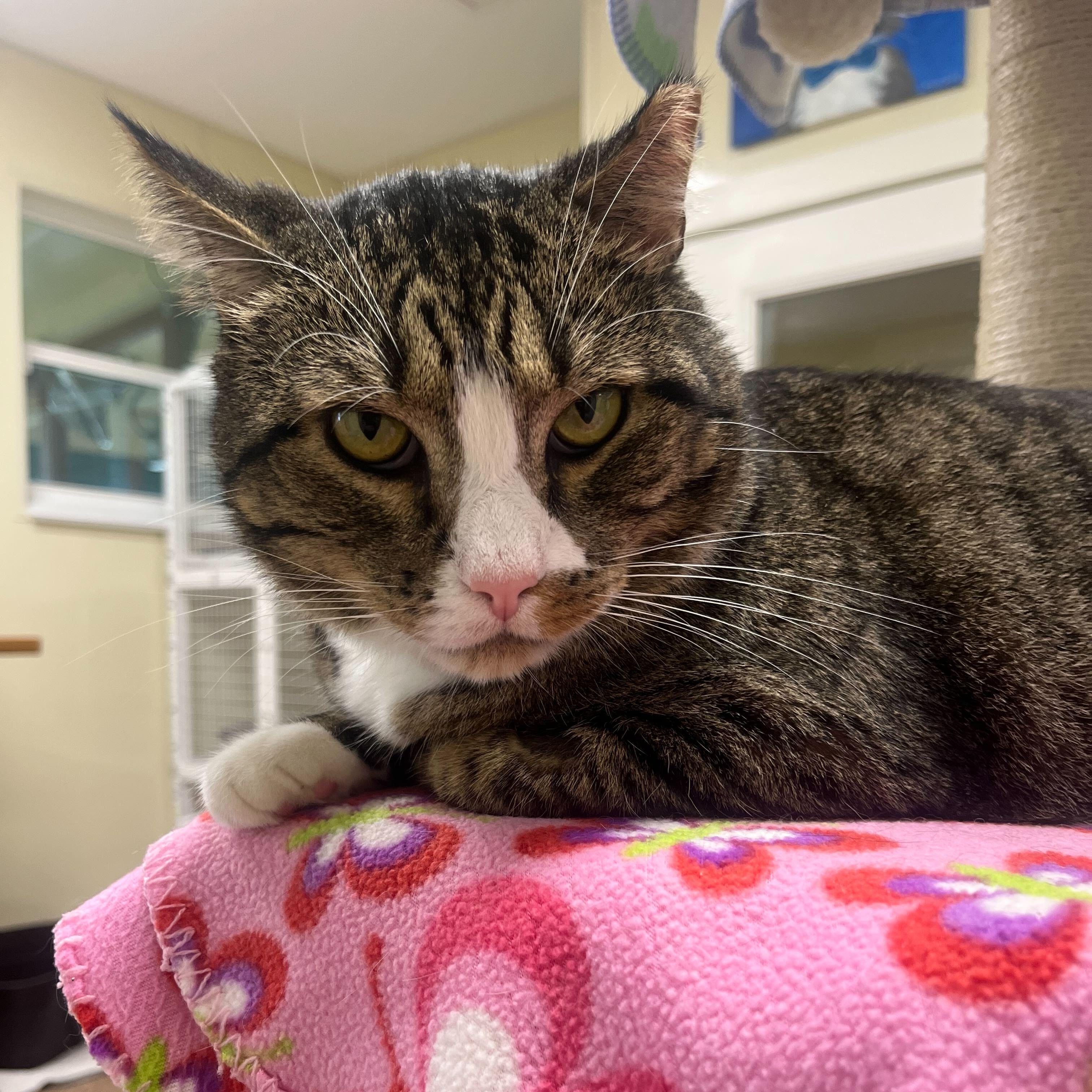 Enlarge Bruce, a Adoptable Domestic Short Hair in Round Rock, TX image 2/6