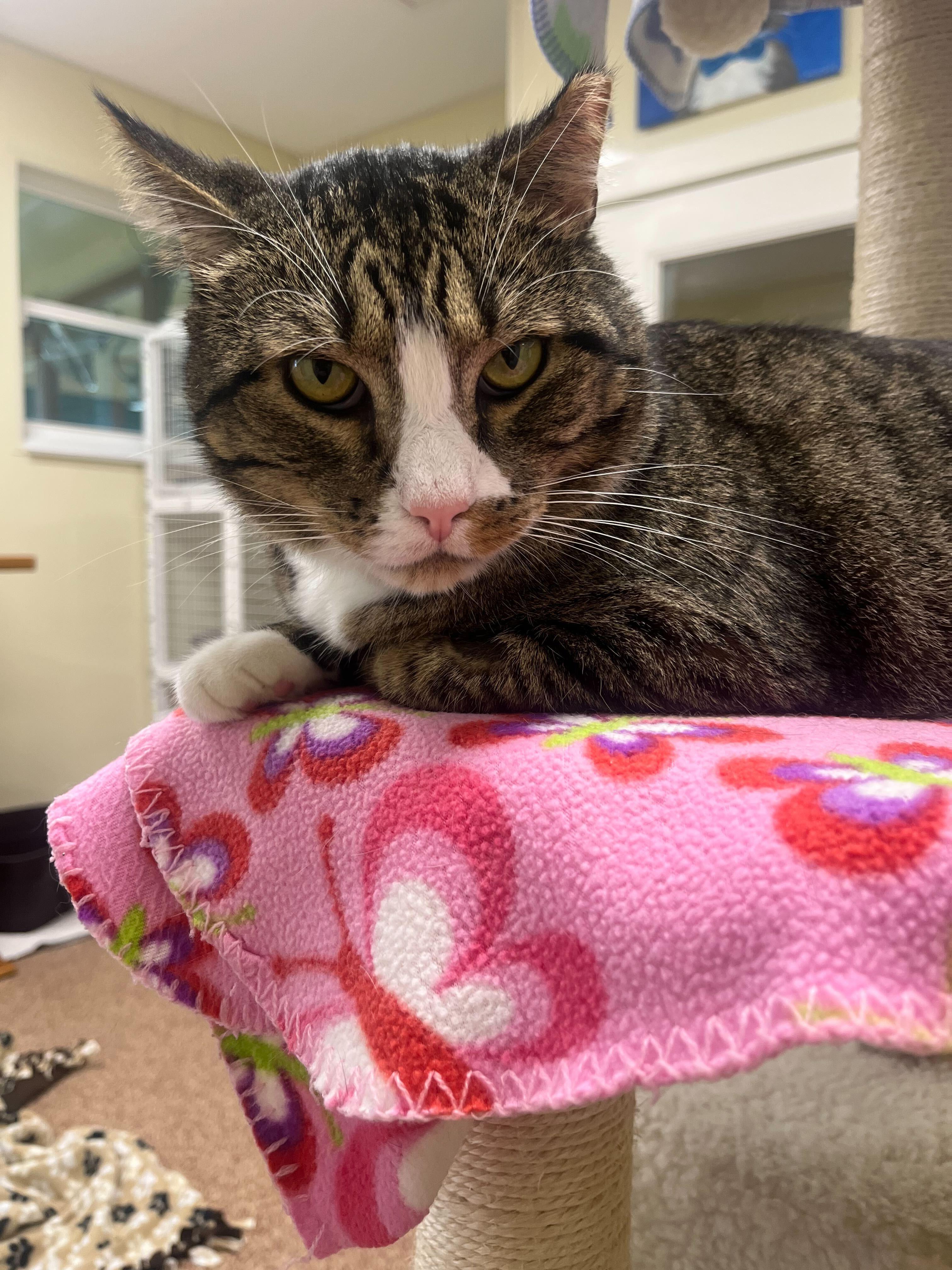 Enlarge Bruce, a Adoptable Domestic Short Hair in Round Rock, TX image 2/5