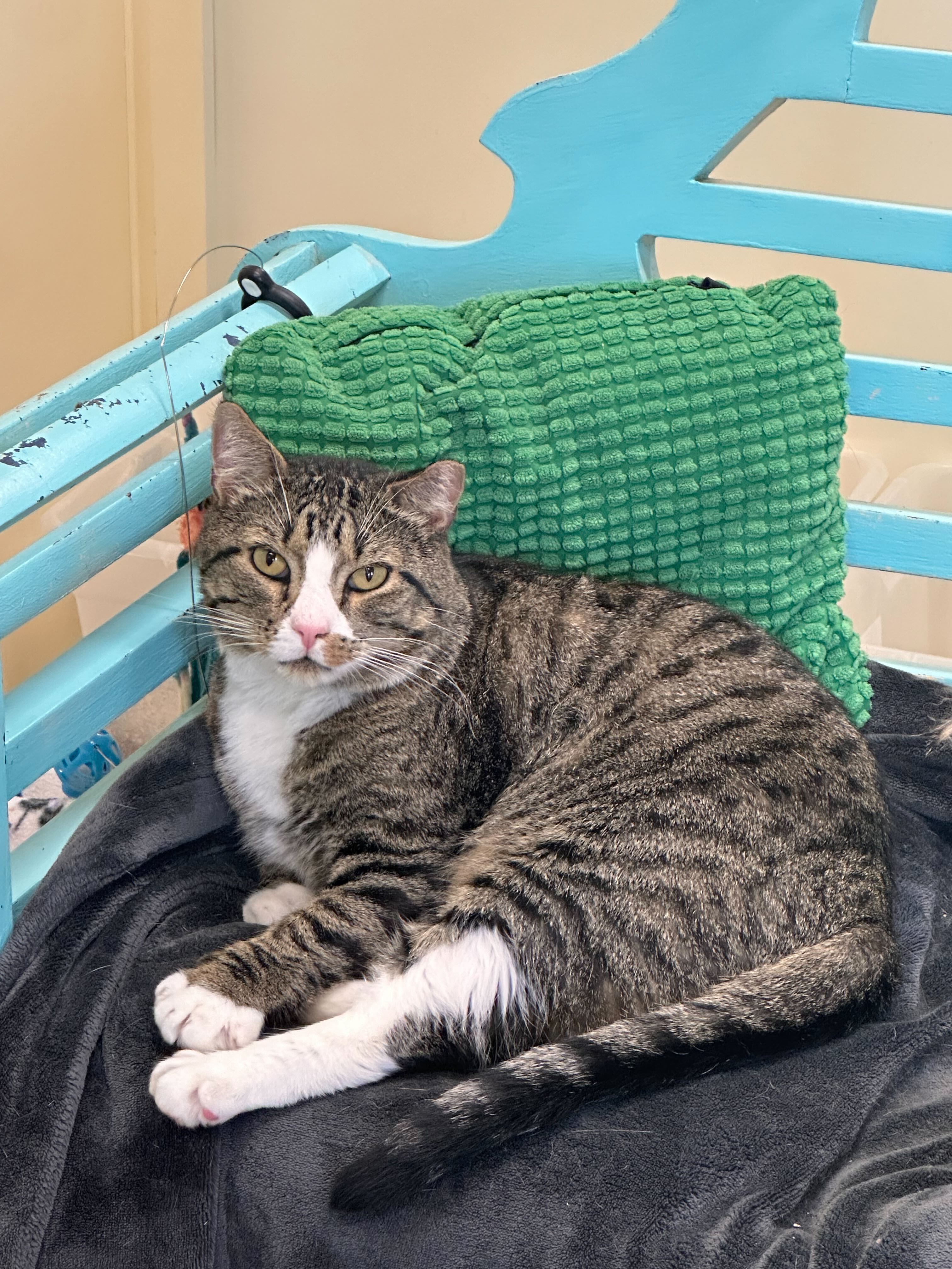 Bruce, an adoptable Domestic Short Hair in Round Rock, TX, 78664 | Photo Image 2