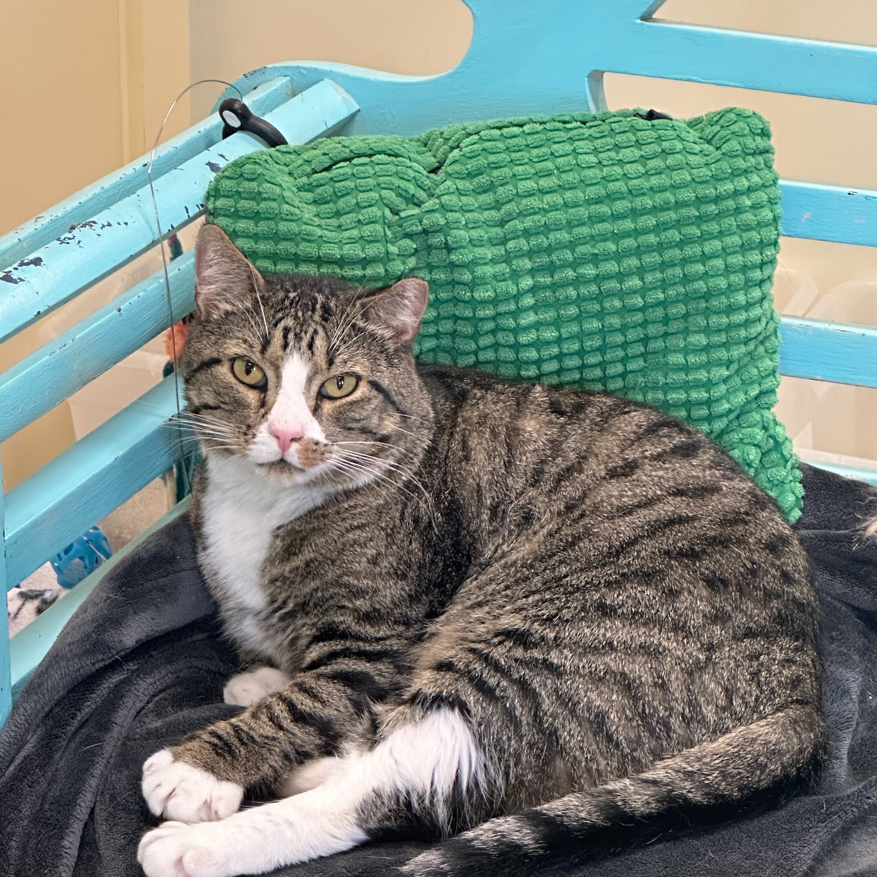 Enlarge Bruce, a Adoptable Domestic Short Hair in Round Rock, TX image 3/6