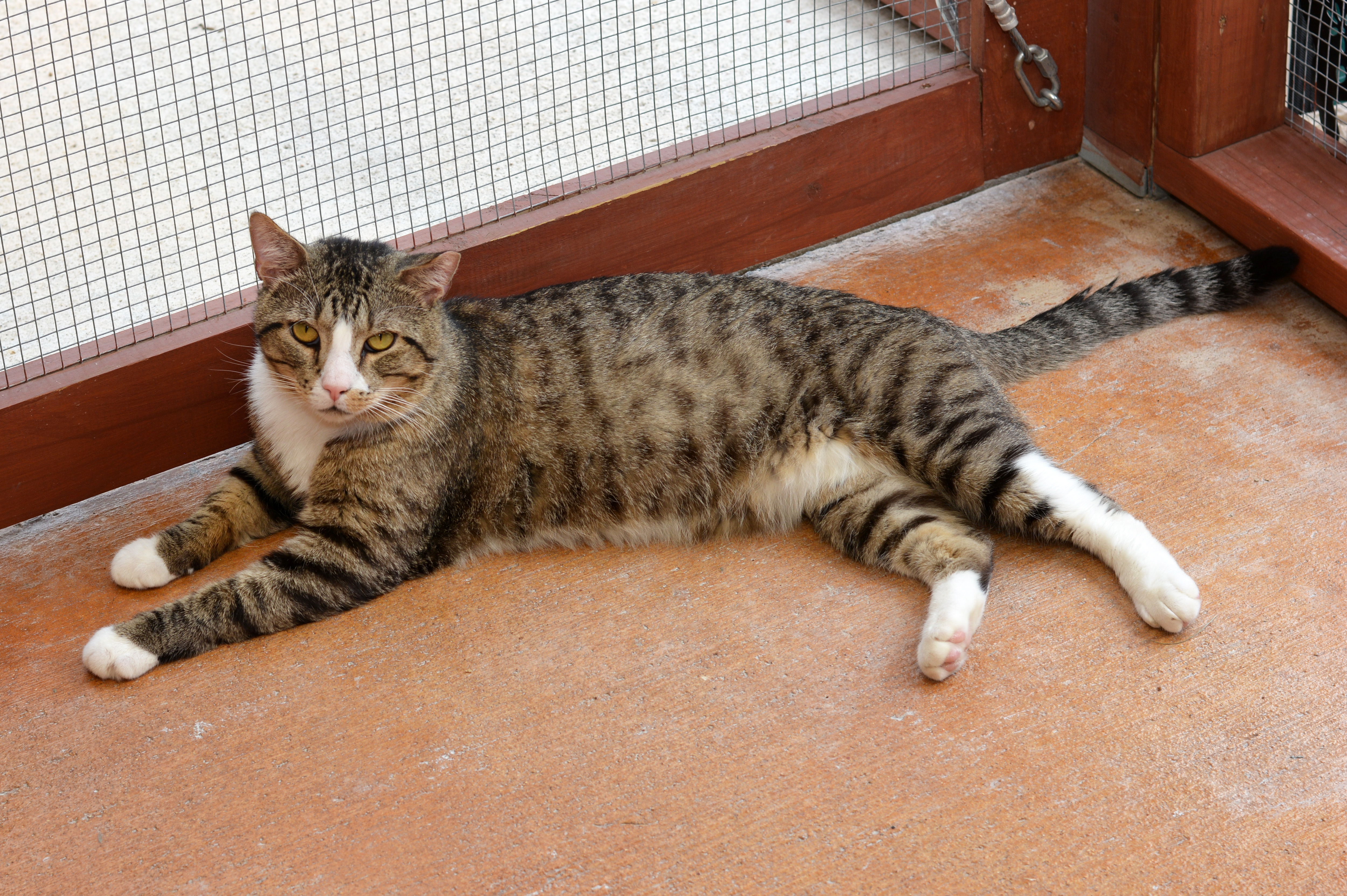 Bruce, an adoptable Domestic Short Hair in Round Rock, TX, 78664 | Photo Image 3