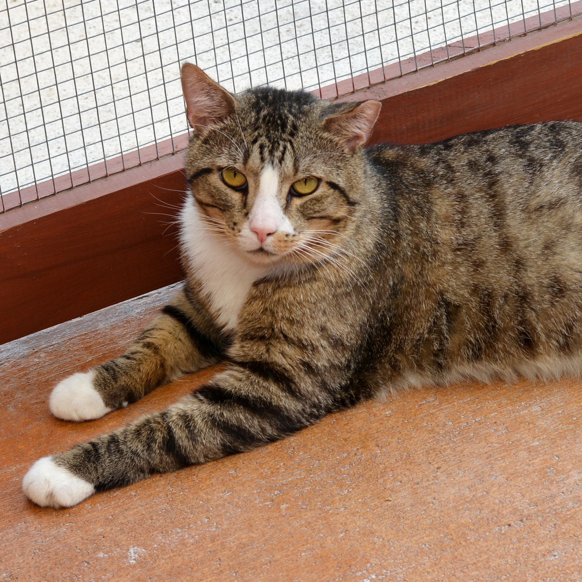 Enlarge Bruce, a Adoptable Domestic Short Hair in Round Rock, TX image 4/6