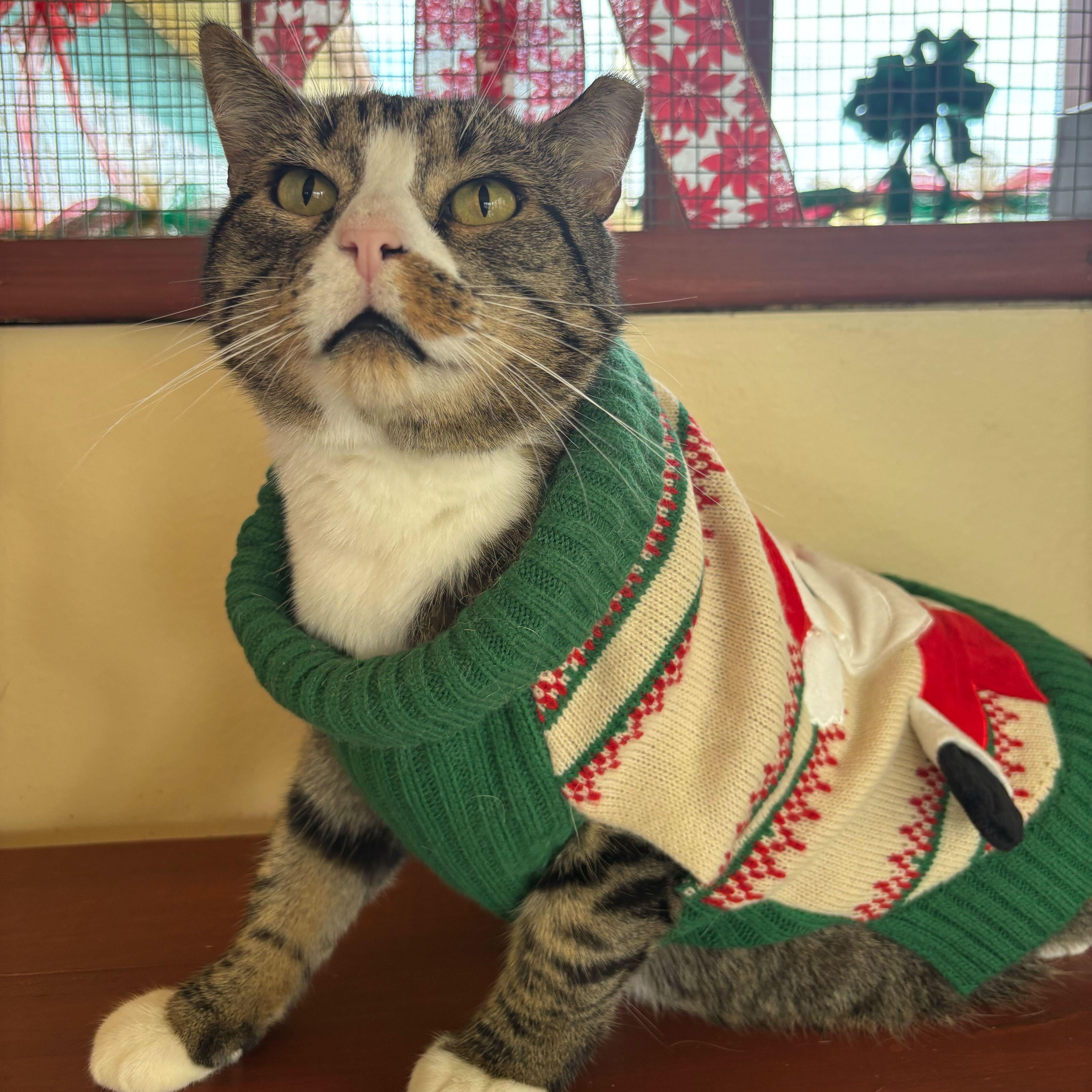 Enlarge Bruce, a Adoptable Domestic Short Hair in Round Rock, TX image 6/6