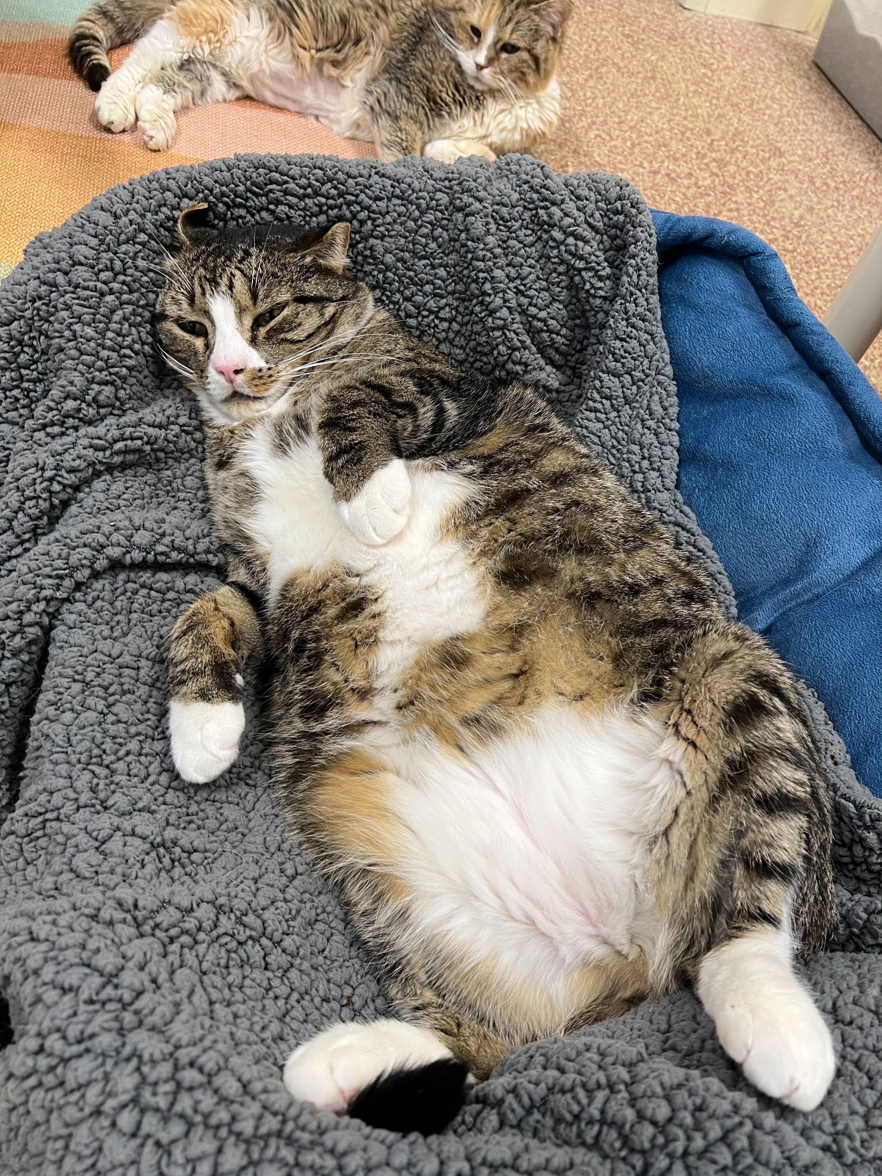 Bruce, an adoptable Domestic Short Hair in Round Rock, TX, 78664 | Photo Image 4