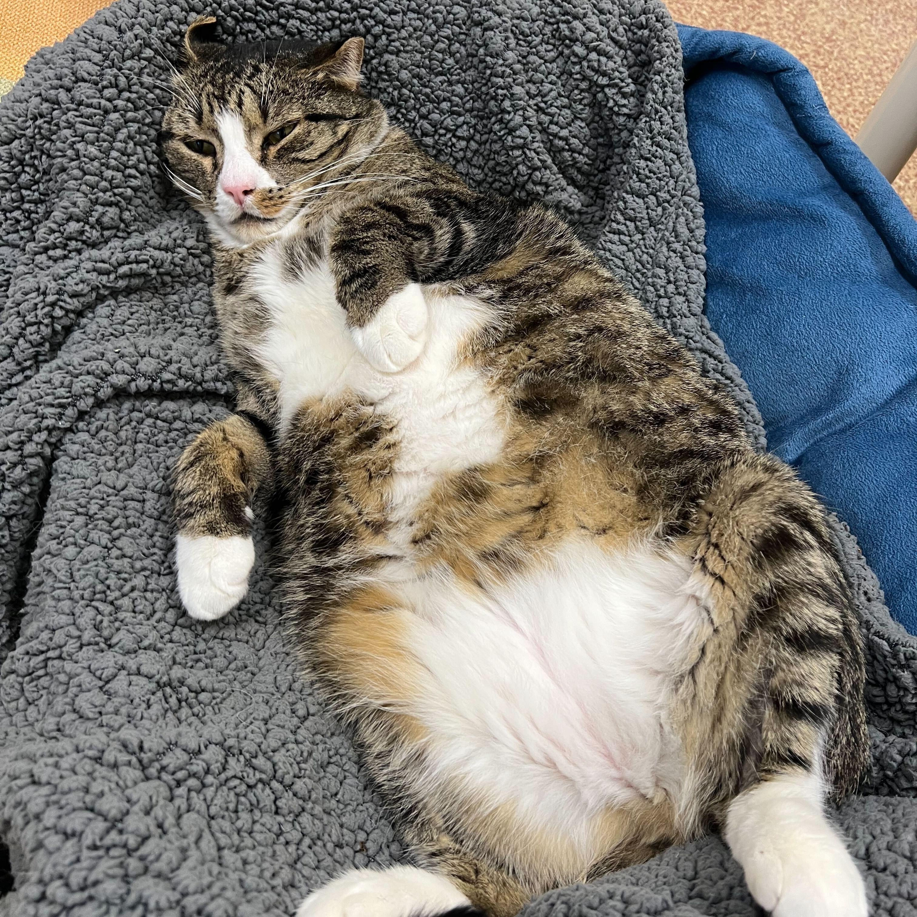 Enlarge Bruce, a Adoptable Domestic Short Hair in Round Rock, TX image 5/6