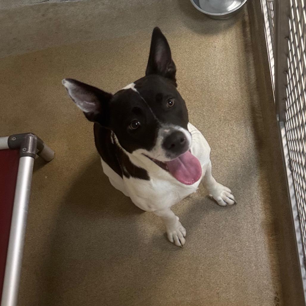 Enlarge Tootsie, a ADOPTABLE mixed breed in Kansas City, KS image 2/2