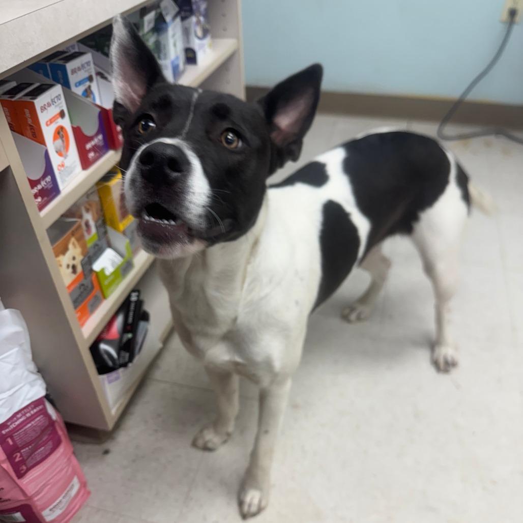 Tootsie, ADOPTABLE, Young Female Border Collie.