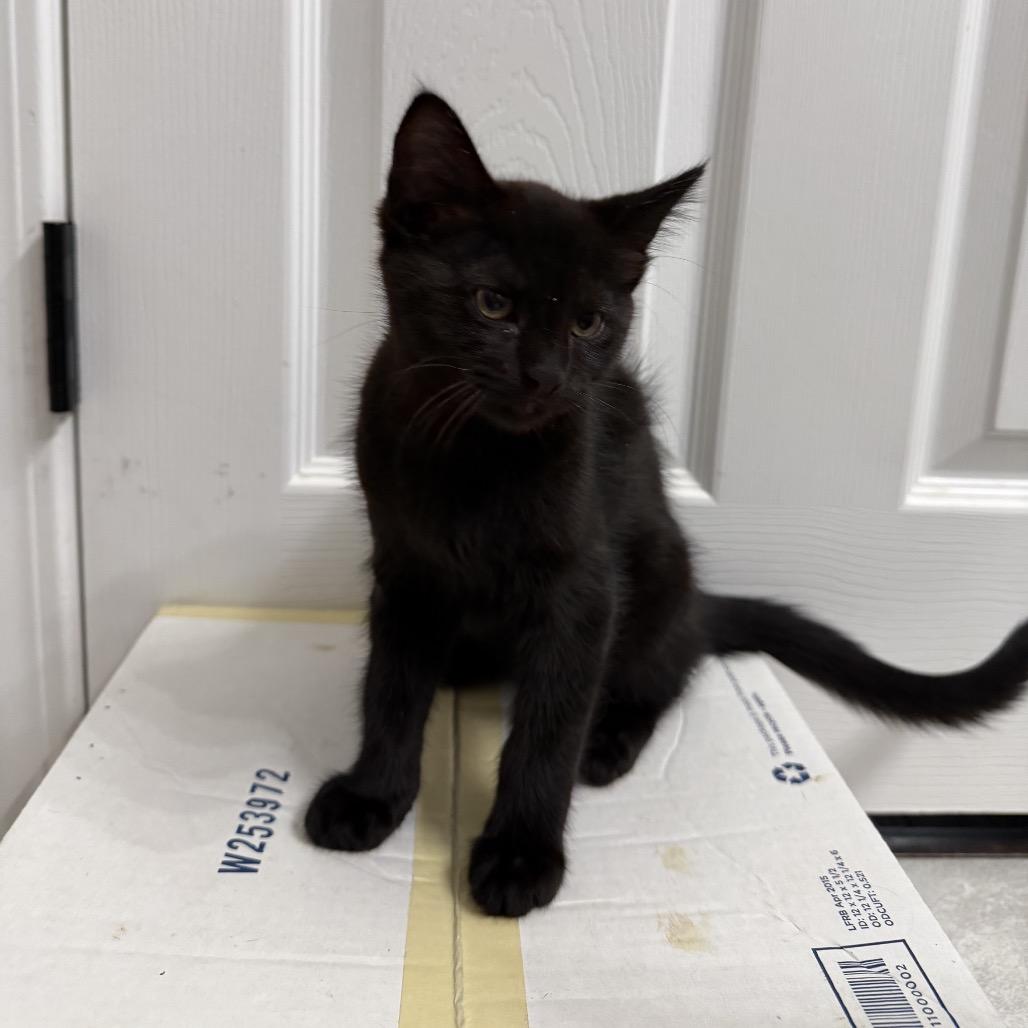 Enlarge Walnut, a Adoptable American Shorthair in Springfield, MO image 1/3