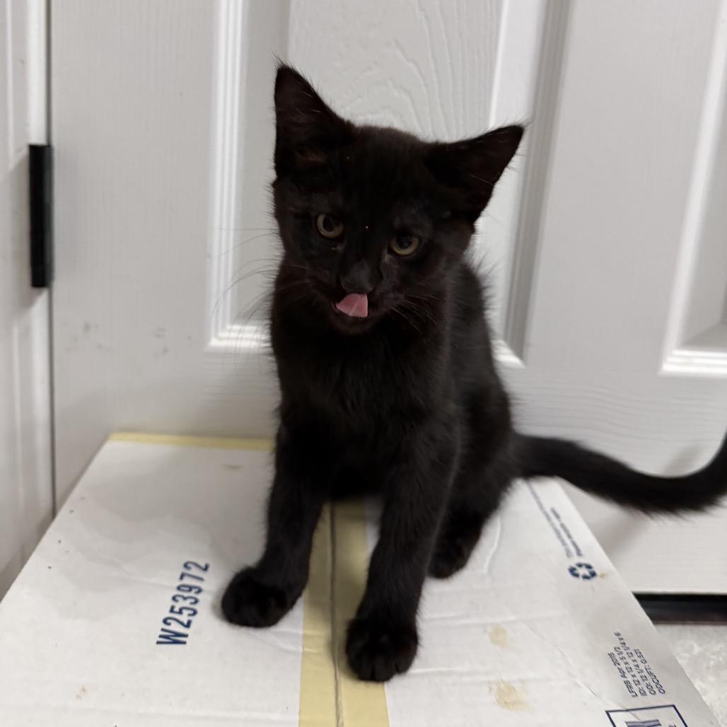 Enlarge Walnut, a Adoptable American Shorthair in Springfield, MO image 2/3