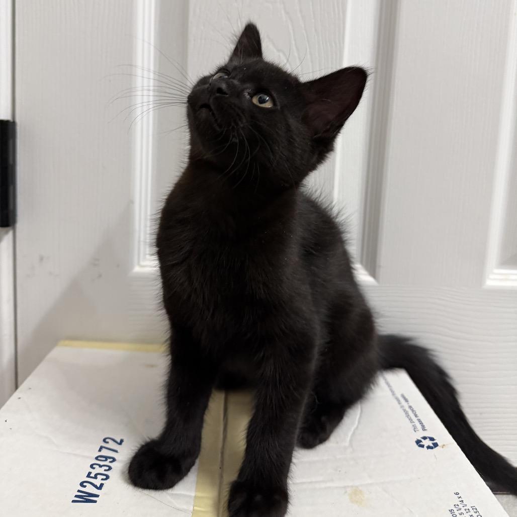 Enlarge Walnut, a Adoptable American Shorthair in Springfield, MO image 3/3