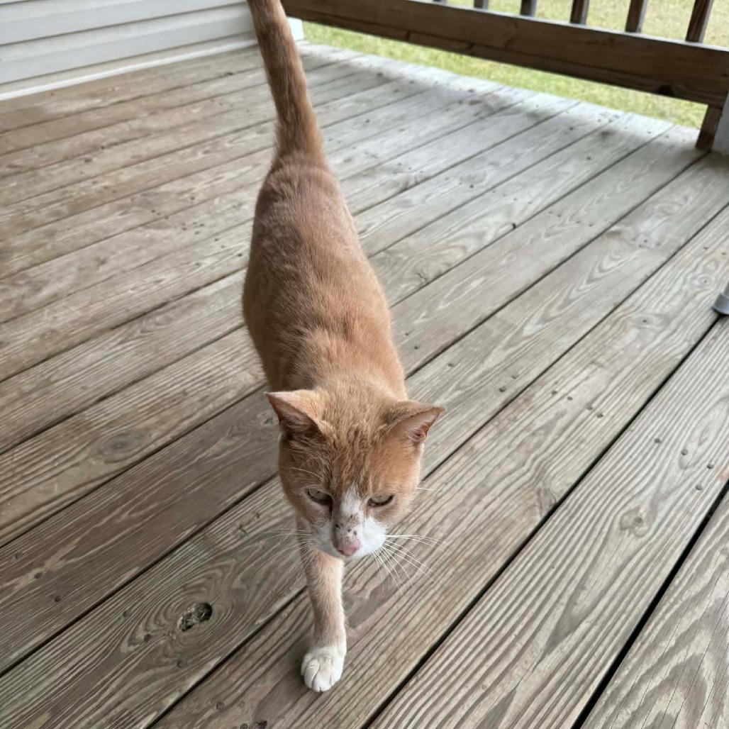 Gilbert, Adoptable, Senior Male American Shorthair.
