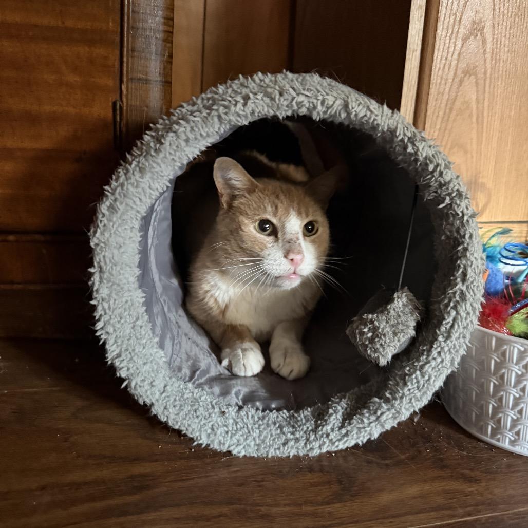 Gilbert, a Adoptable American Shorthair in Bessemer, AL image 2/6