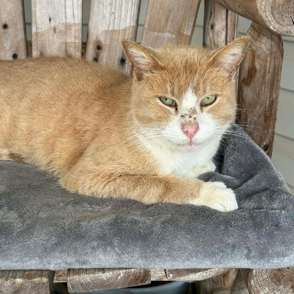 Enlarge Gilbert, a Adoptable American Shorthair in Bessemer, AL image 2/6