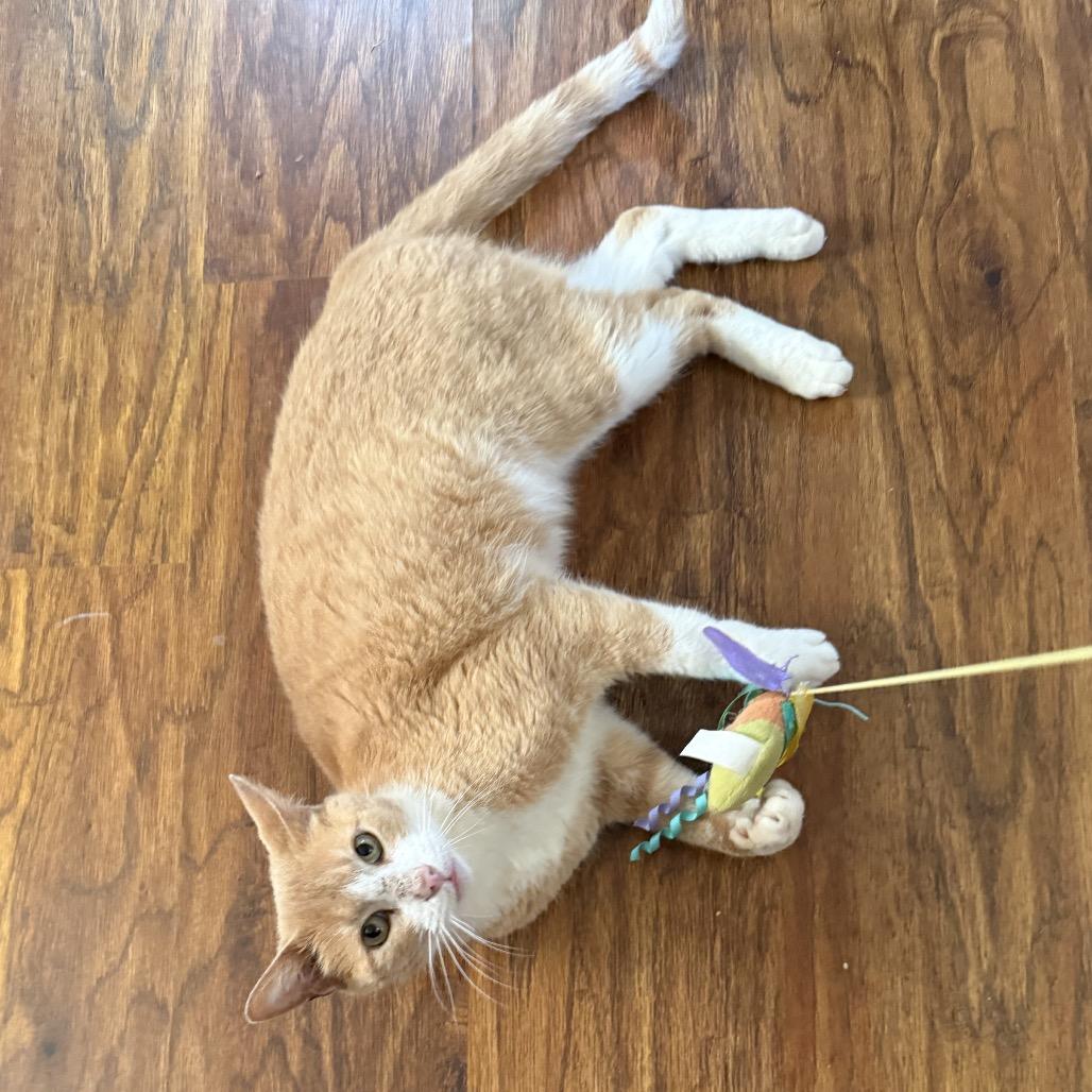 Gilbert, a Adoptable American Shorthair in Bessemer, AL image 3/6