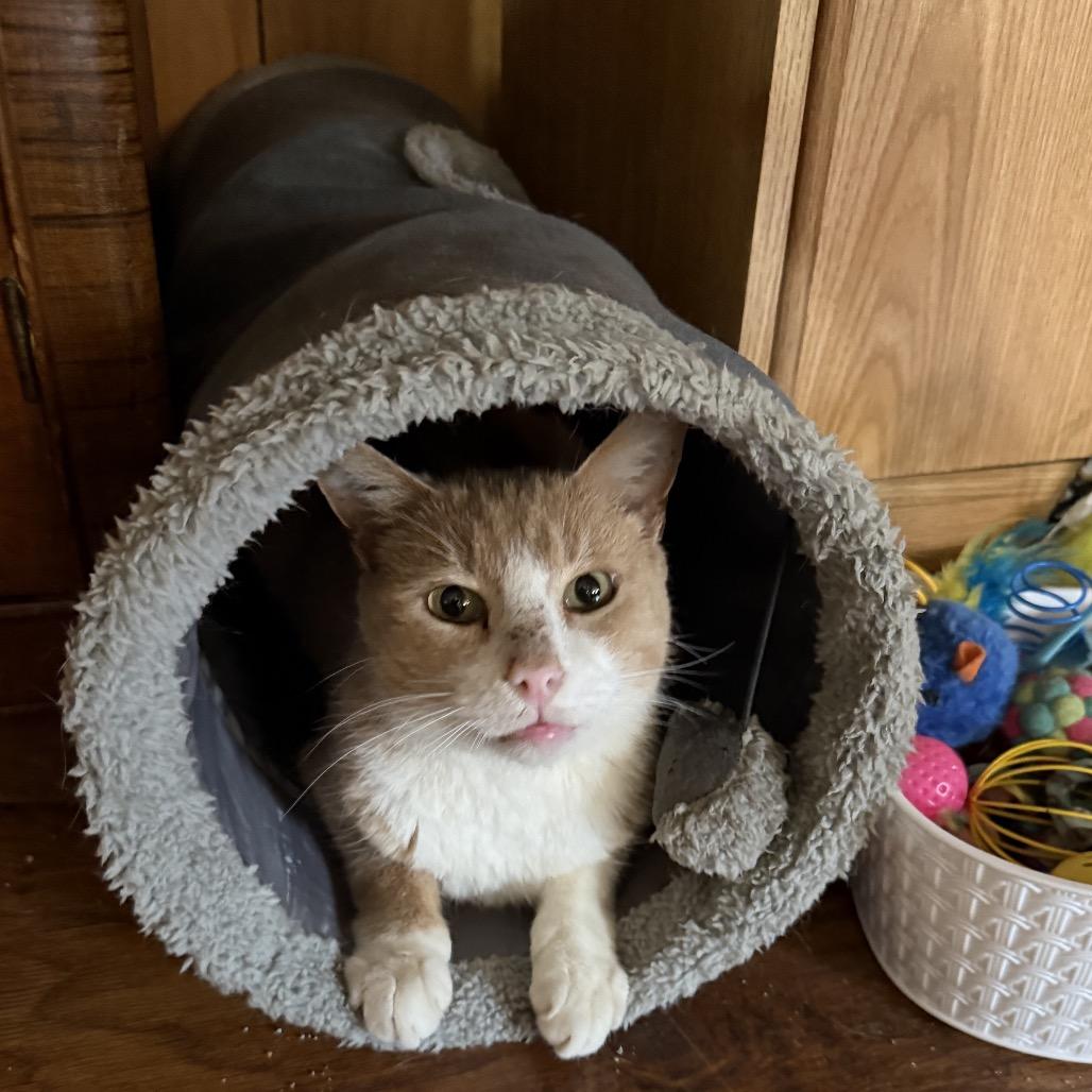 Enlarge Gilbert, a Adoptable American Shorthair in Bessemer, AL image 3/6