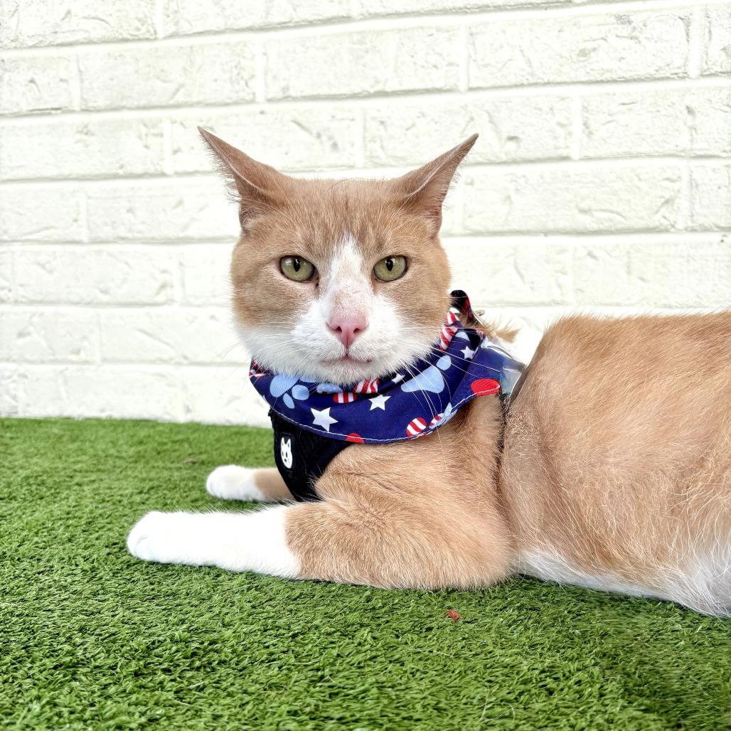 Gilbert, a Adoptable American Shorthair in Bessemer, AL image 4/6