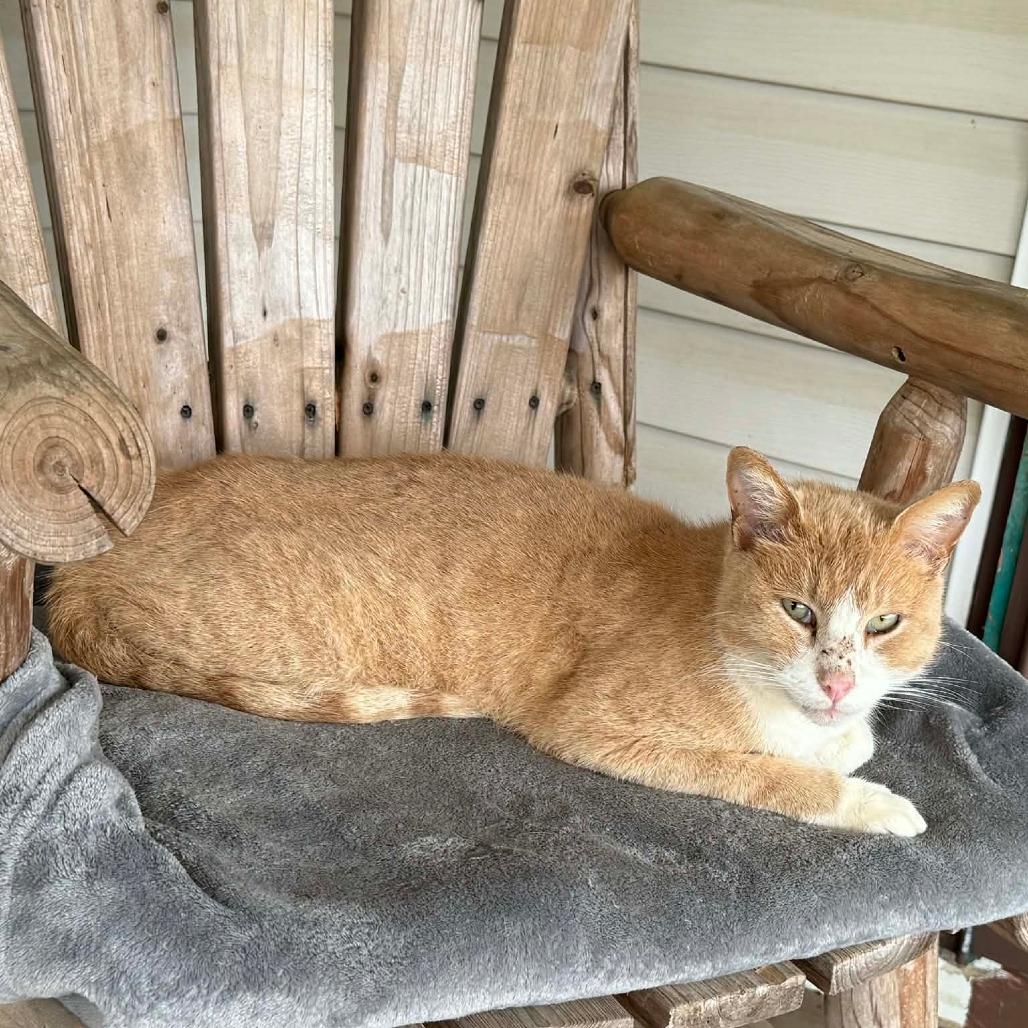 Enlarge Gilbert, a Adoptable American Shorthair in Bessemer, AL image 5/6