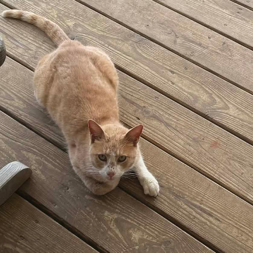 Enlarge Gilbert, a Adoptable American Shorthair in Bessemer, AL image 6/6