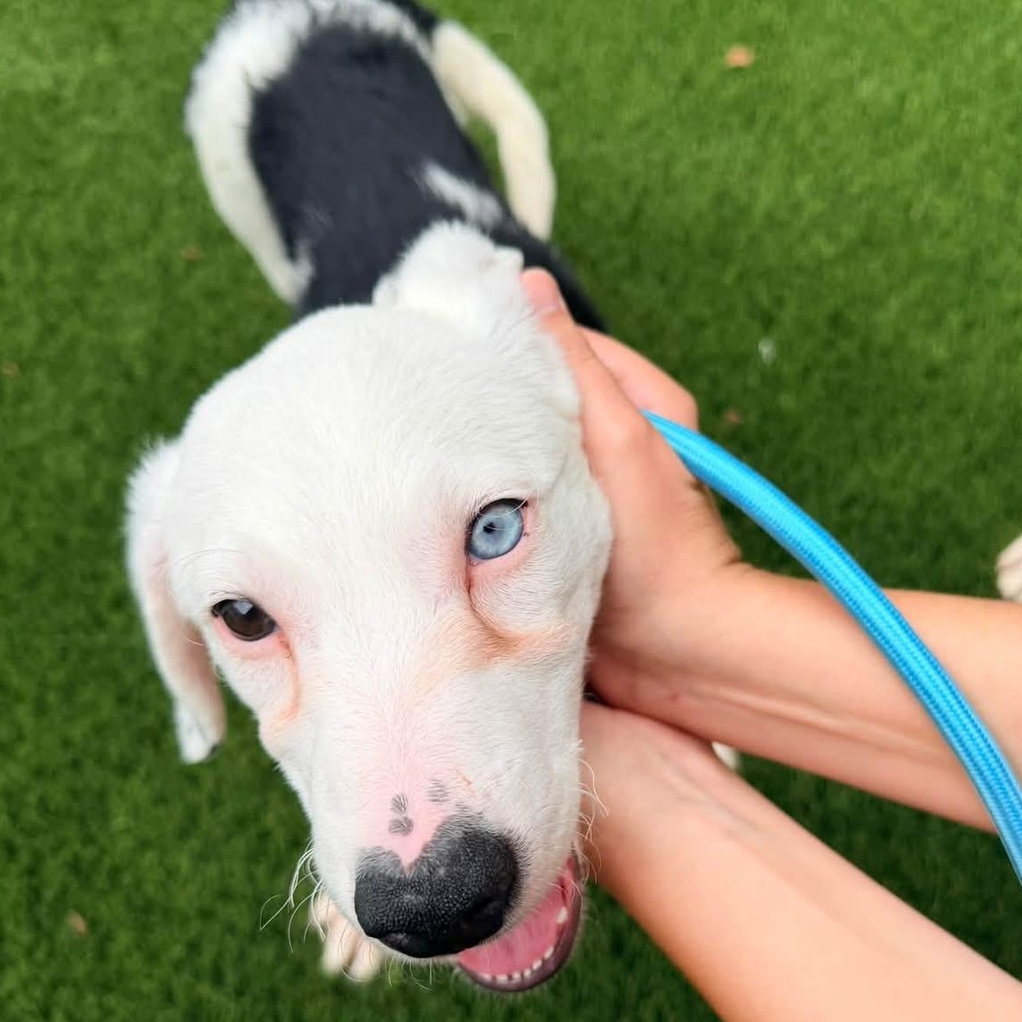 Enlarge Valerie, a Adoptable mixed breed in Ballwin, MO image 1/2