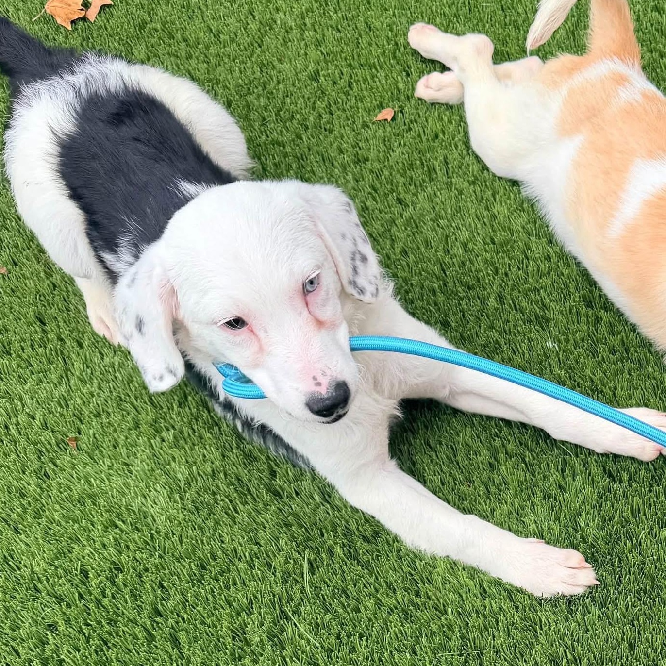Enlarge Valerie, a Adoptable mixed breed in Ballwin, MO image 2/2