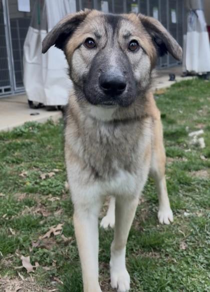 Ramona 1350-25, a Adoptable mixed breed in Cumming, GA image 2/5