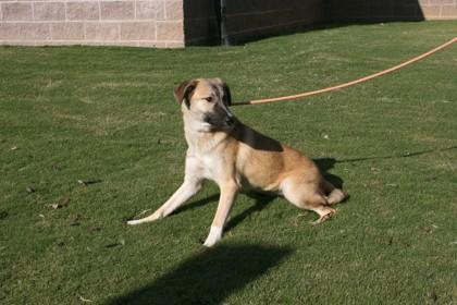 Ramona 1350-25, a Adoptable mixed breed in Cumming, GA image 4/5