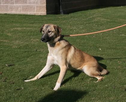 Ramona 1350-25, a Adoptable mixed breed in Cumming, GA image 5/5