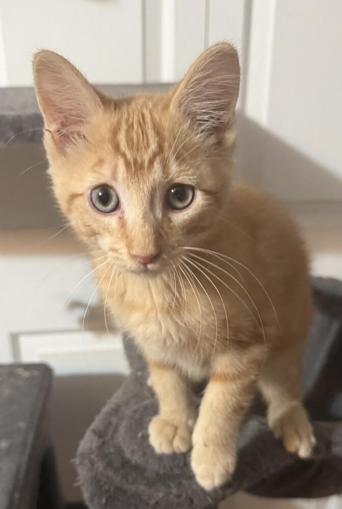 Prince Harry (25-261 C), Adoptable, Kitten Male Domestic Short Hair.