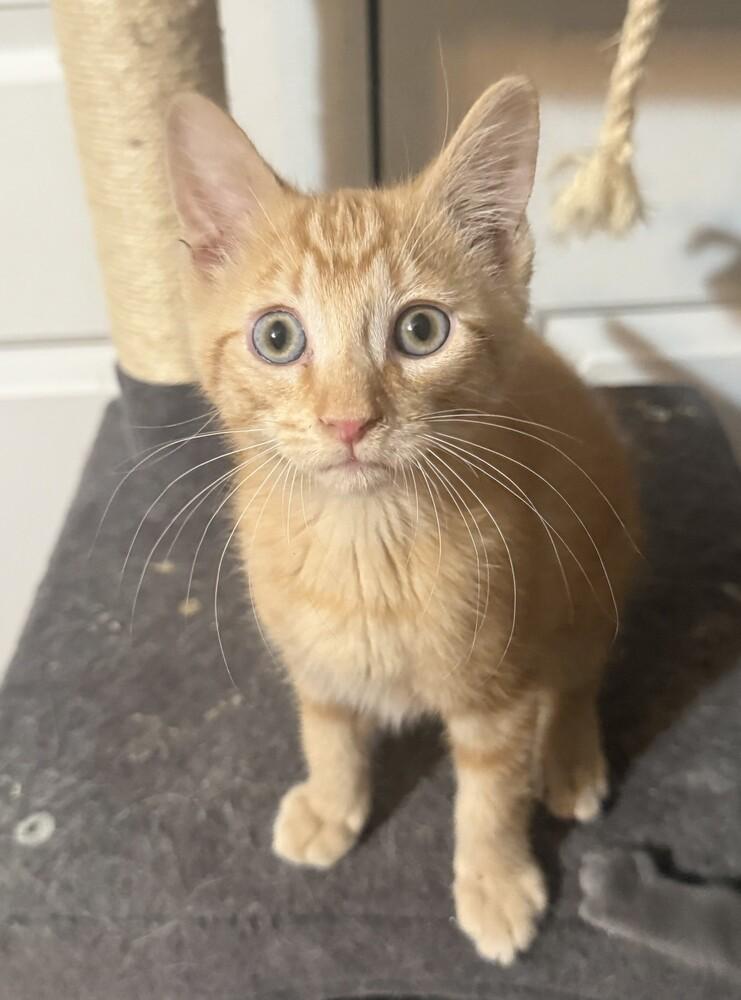 Enlarge Prince Harry (25-261 C), a Adoptable Domestic Short Hair in Lansing, MI image 2/3