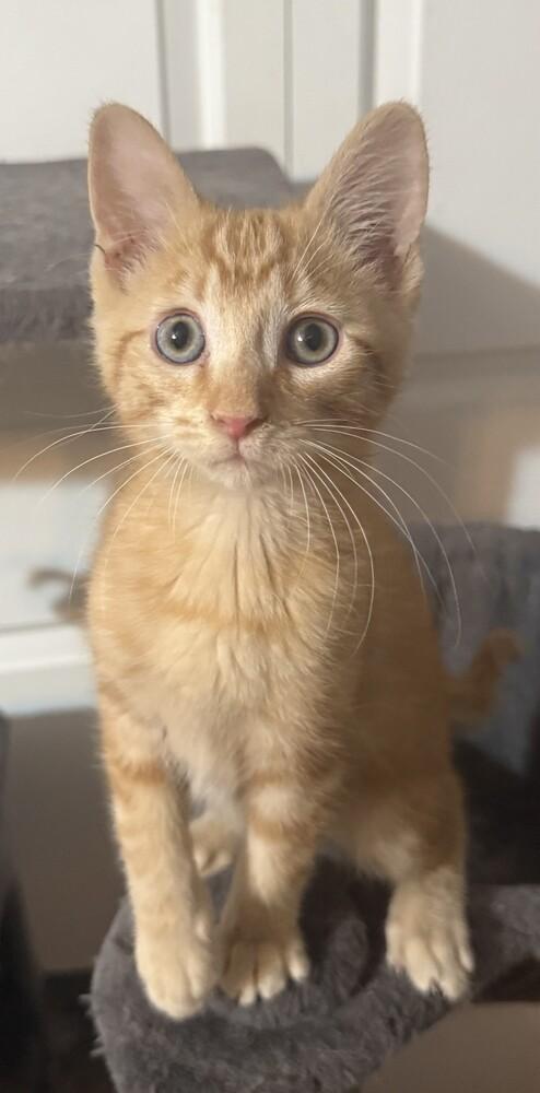 Enlarge Prince Harry (25-261 C), a Adoptable Domestic Short Hair in Lansing, MI image 3/3