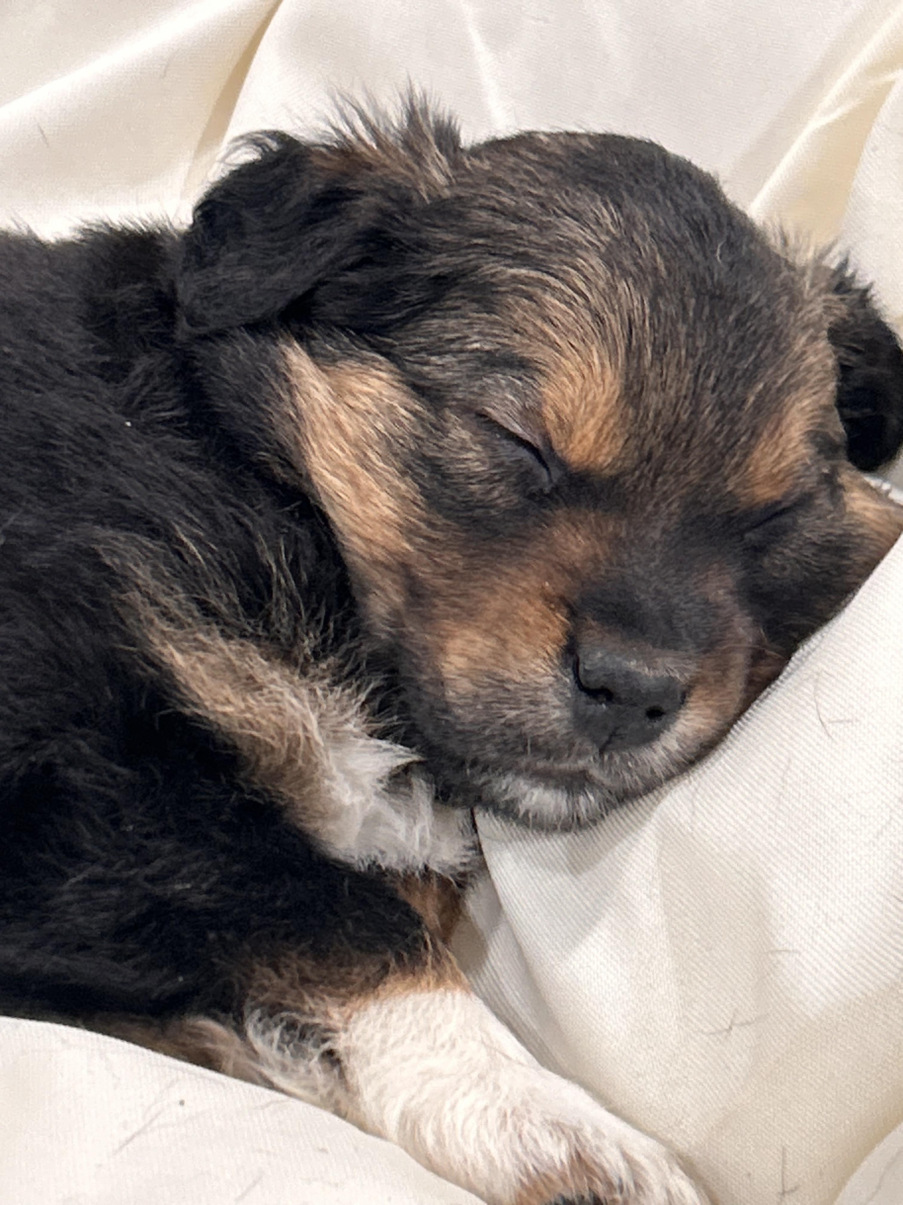 Enlarge Felix, an adopted mixed breed in Shinnston, WV image 5/5