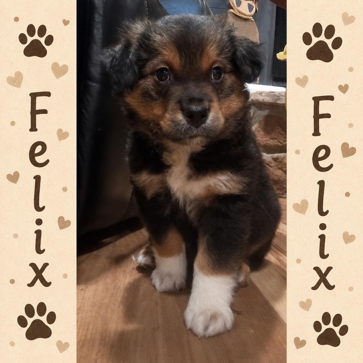 Felix, adopted, Puppy Male German Shepherd Dog & Australian Shepherd.