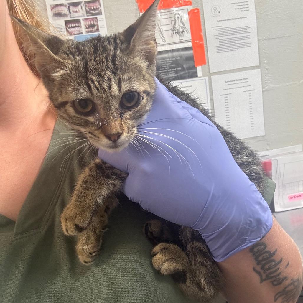 Chilli, Adoptable, Kitten Female Domestic Short Hair.