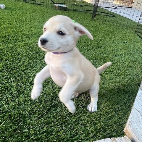 Dawson, Adoptable, Puppy Male Mixed Breed.