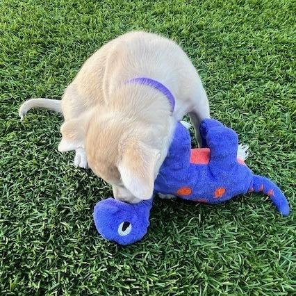 Dawson, a Adoptable Mixed Breed in Calgary, AB image 2/6