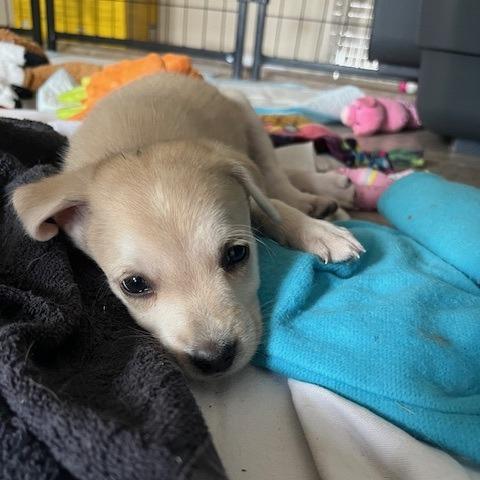 Dawson, a Adoptable Mixed Breed in Calgary, AB image 3/6