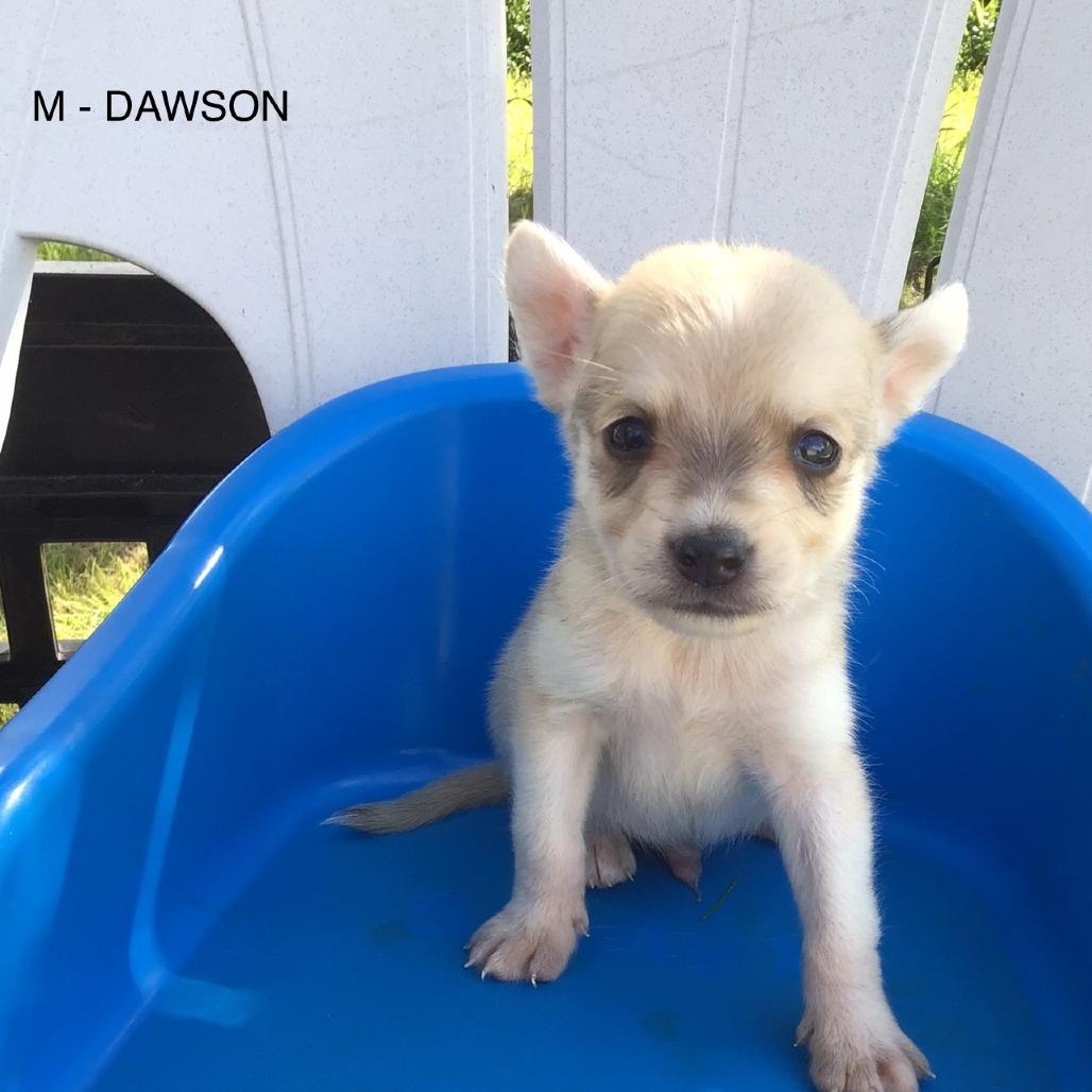 Dawson, a Adoptable Mixed Breed in Calgary, AB image 4/6