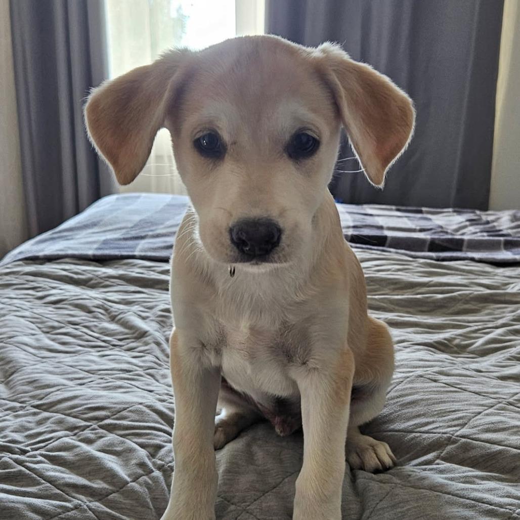 Dawson, a Adoptable Mixed Breed in Calgary, AB image 5/6