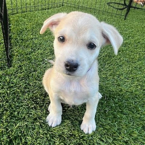 Dawson, a Adoptable Mixed Breed in Calgary, AB image 6/6