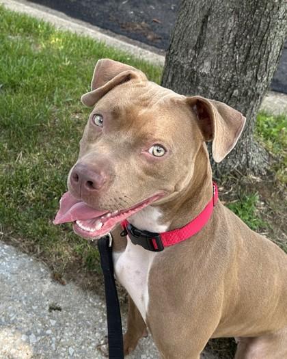 Kaisen, a Adoptable Mixed Breed in Washington, DC image 1/3