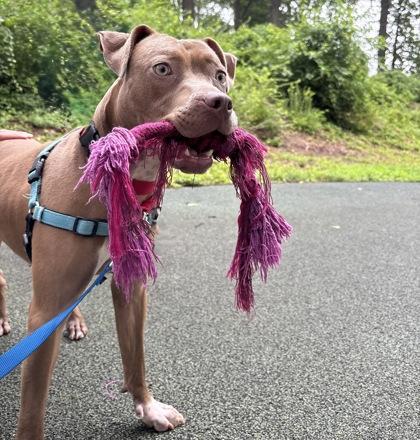 Kaisen, a Adoptable Mixed Breed in Washington, DC image 2/3