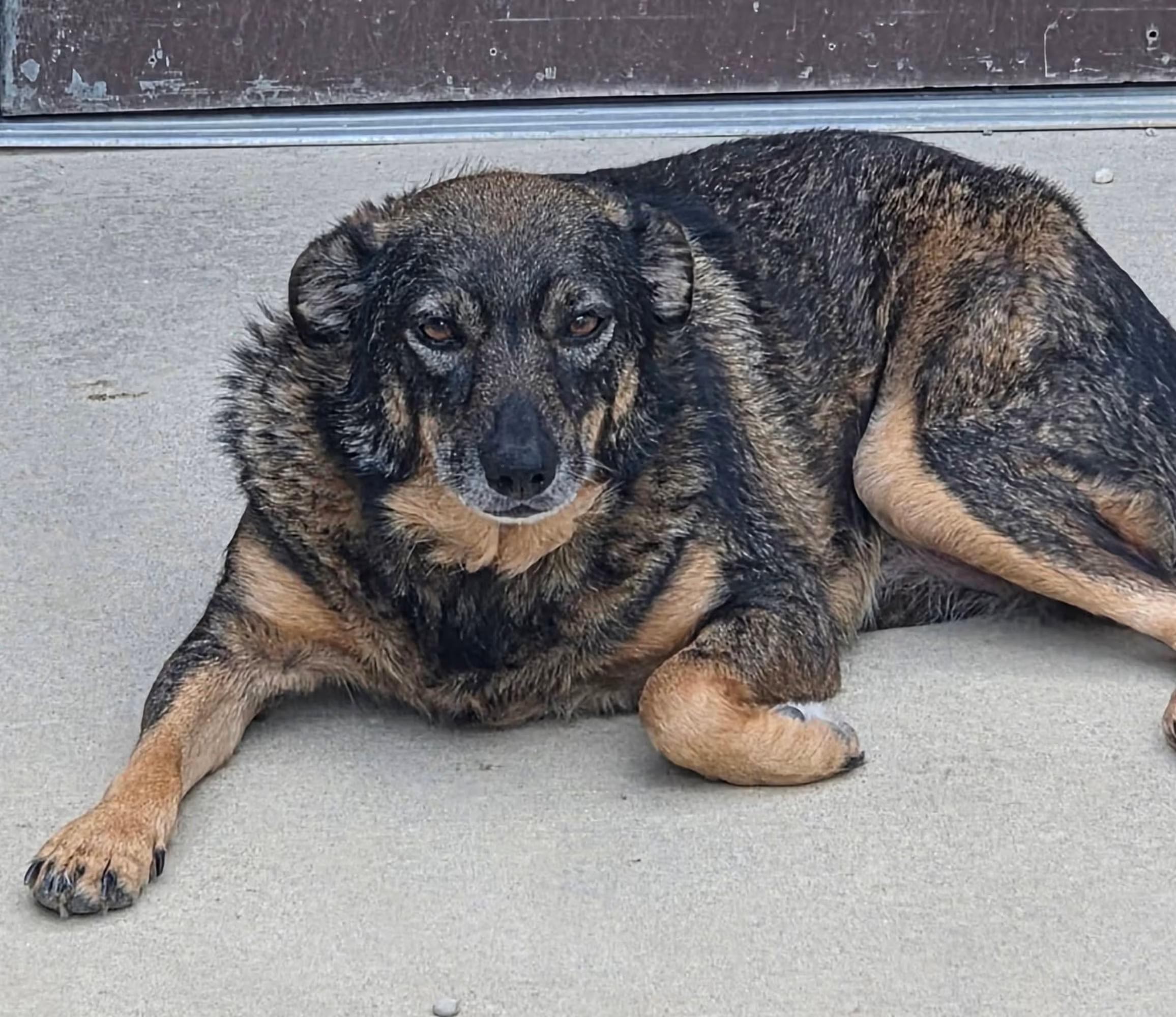 Enlarge Solstice, a ADOPTABLE mixed breed in Sterling Heights, MI image 3/4