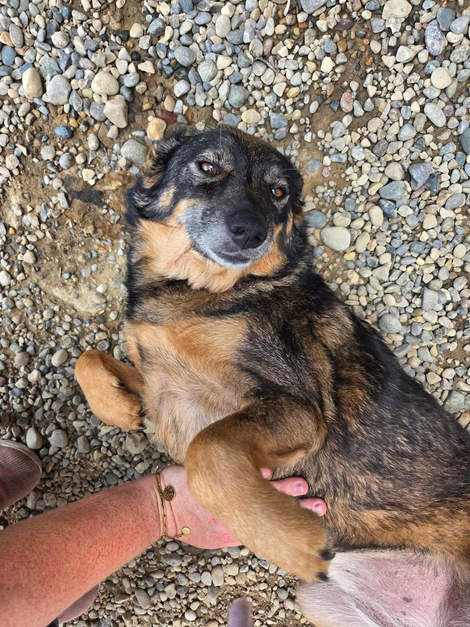 Enlarge Solstice, a ADOPTABLE mixed breed in Sterling Heights, MI image 2/4