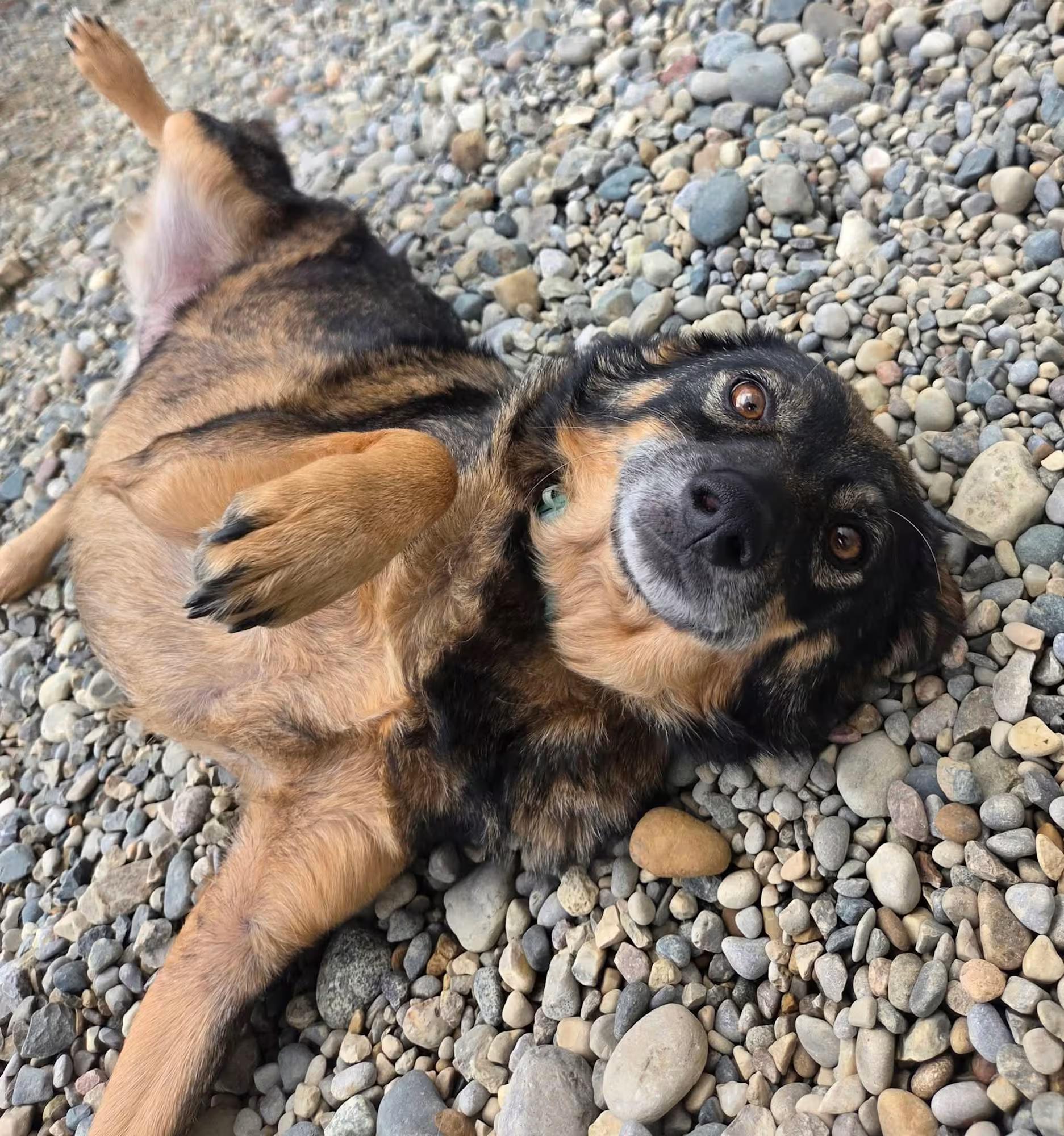 Solstice, ADOPTABLE, Adult Female German Shepherd Dog.