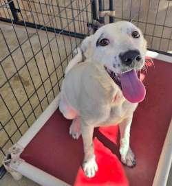 Enlarge Taylor, a Adoptable mixed breed in Sudbury, MA image 1/1