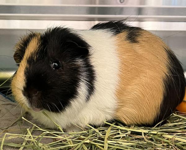 Enlarge Chicharone, a Adoptable mixed breed in Golden, CO image 1/1