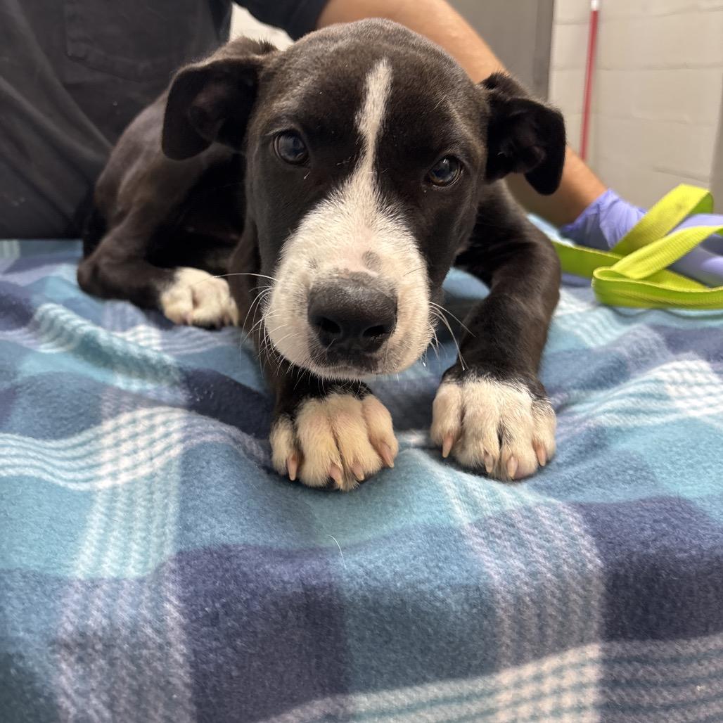 Duck, Adoptable, Puppy Male Black Labrador Retriever & Mixed Breed.