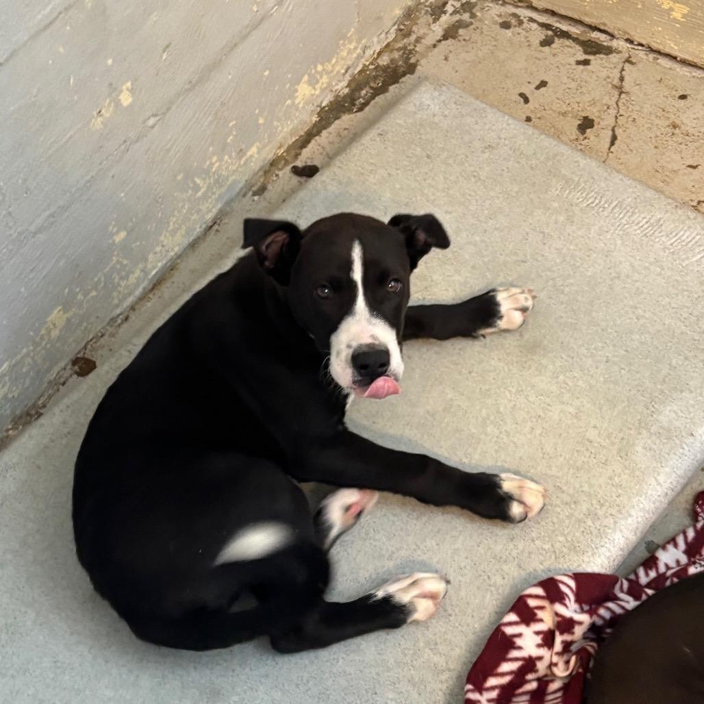 Enlarge Duck, a Adoptable mixed breed in Clanton, AL image 2/2