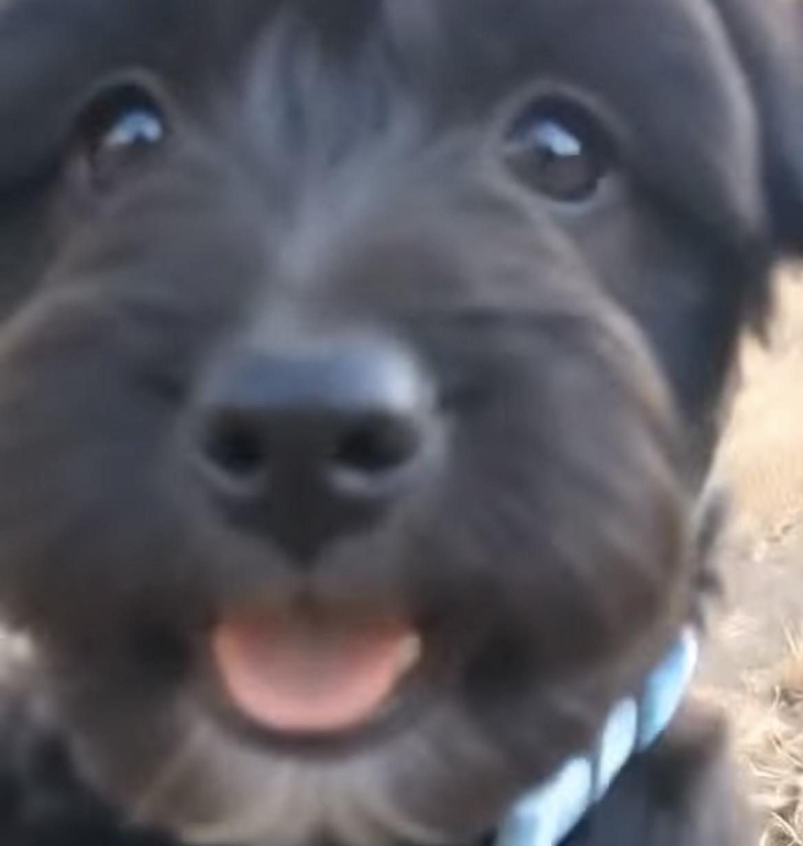 TILLY, Adoptable, Young Female Tibetan Terrier & Schnauzer.