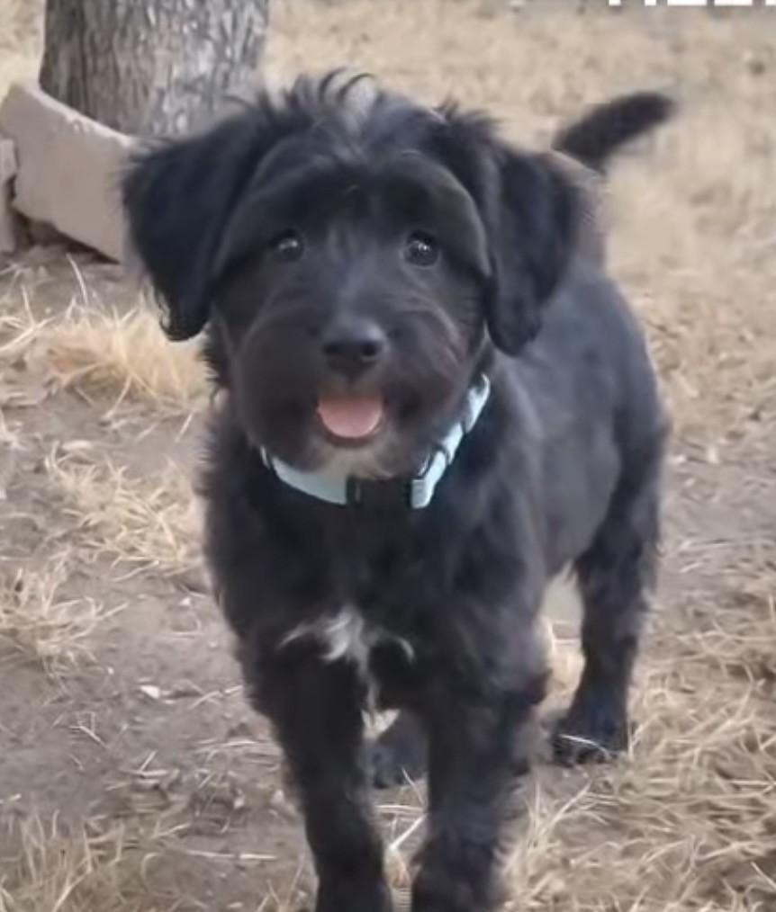 Enlarge TILLY, a Adoptable mixed breed in fort worth, TX image 2/3